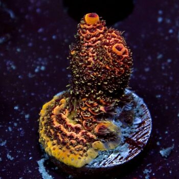 Acropora millepora - LR Super Sunset Millepora