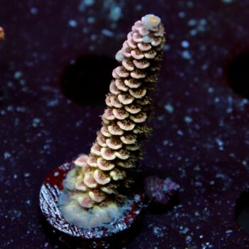 Acropora bifaria (tenuis) - LR Orange Blossom Tenuis