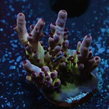 Acropora sp. - LR Fruitella Acropora