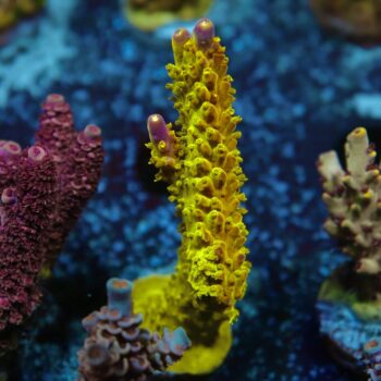 Acropora sp. - LR Rainbow Sour Patch Acropora