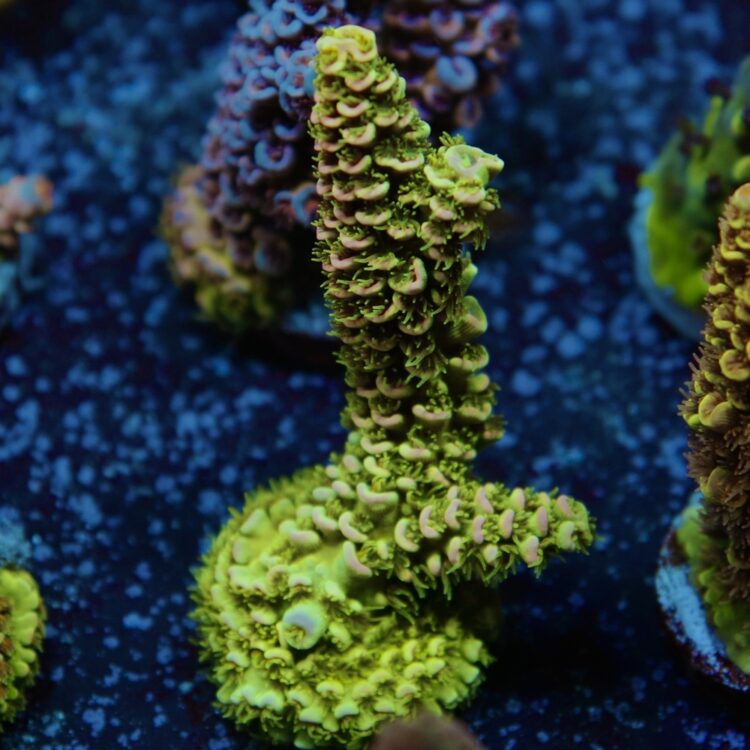 Acropora bifaria (tenuis) - LR Orange Blossom Tenuis L