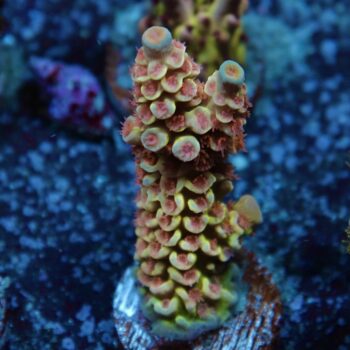 Acropora bifaria (tenuis) - LR Autumn Sun Tenuis