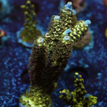 Acropora bifaria (tenuis) - LR Sky Chase Tenuis L