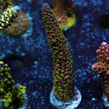 Acropora abrotanoides - LR Moonwish Staghorn