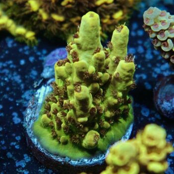 Acropora sp. - LR Fire Ants Acropora