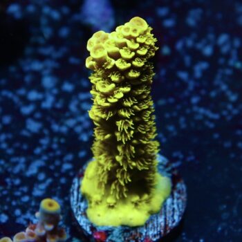 Acropora bifaria (tenuis) - LR super Green Tenuis
