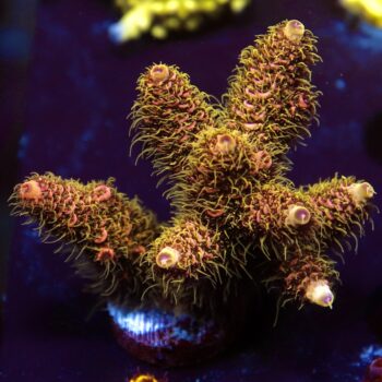 Acropora millepora - LR Maya Codex Acropora XL