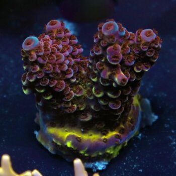 Acropora sp. - LR Purple Moon Acropora