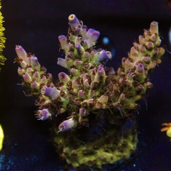 Acropora sp. – LR Poison Orchid Acropora