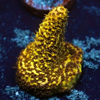 Acropora millepora - LR Copper Surfer Millepora
