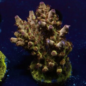 Acropora sp. – LR NY Diesel Acropora