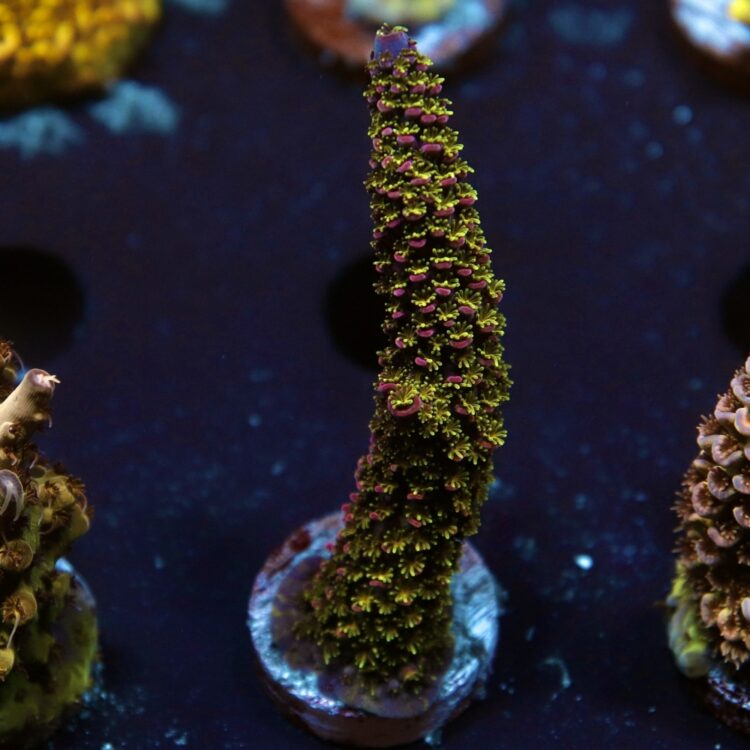 Acropora abrolhosensis – LR Moonwish Rainbow Staghorn