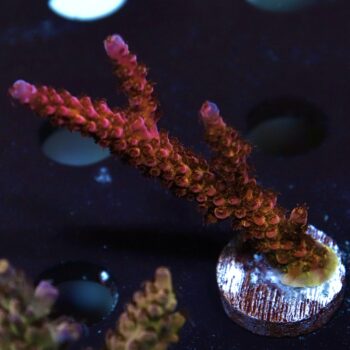 Acropora sp. - RAH Rainbow Mango Acropora