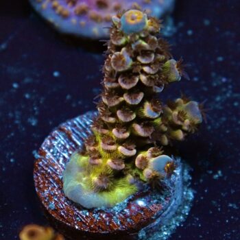 Acropora bifaria (tenuis) - LR Avatar Tenuis Acropora