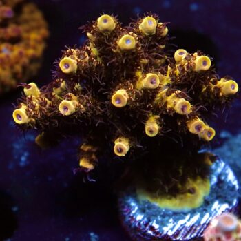 Acropora mirabilis - LR Ultimate Mirabilis Acropora