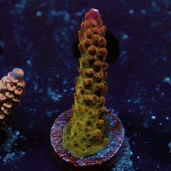 Acropora sp. - LR Rainbow Candy Cane Acropora