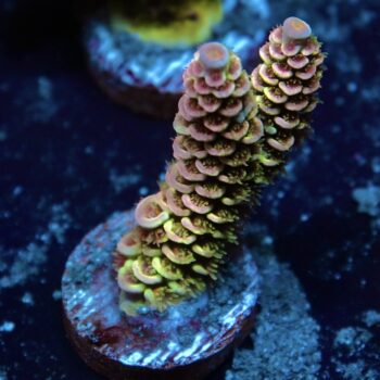 Acropora bifaria (tenuis) - LR Pink Sakura Tenuis