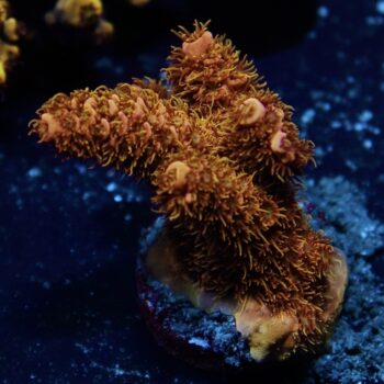 Acropora millepora - LR Super Sunset Millepora