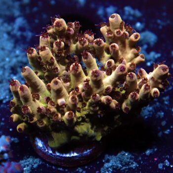 Acropora sp. - LR Fruitella Acropora