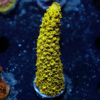 Acropora pulchra - LR Fat Boy Staghorn Acropora
