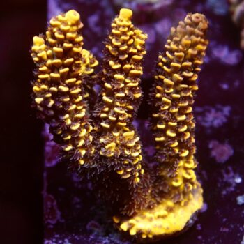 Acropora bifaria (tenuis) - LR Honey Pot Tenuis L